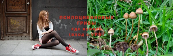 шишки Алзамай