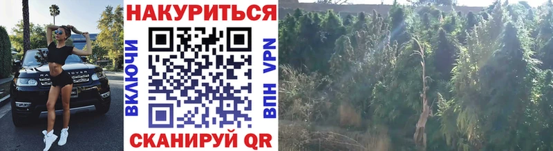 Купить  Суровикино  Каннабис LSD WEED 